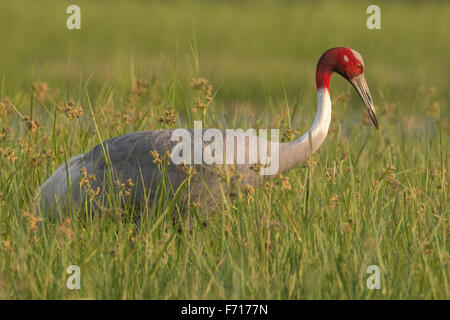 Indiano gru sarus alimentare Foto Stock