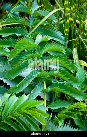 Vista ravvicinata di frastagliate foglie verdi su un impianto in estate Foto Stock
