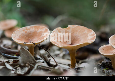 Funghi selvatici, comune imbuto, Infundibulicybe gibba, Clitocybe gibba, nella foresta. Spagna. Foto Stock