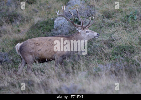 Red Deer stag nei Cairngorms Foto Stock