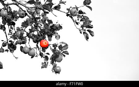 Uno in piedi fuori dalla folla colorata concetto apple tra quelli grigio autunno Foto Stock