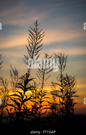 Rosebay Willowherb teste di seme stagliano contro un Cielo di tramonto. Foto Stock