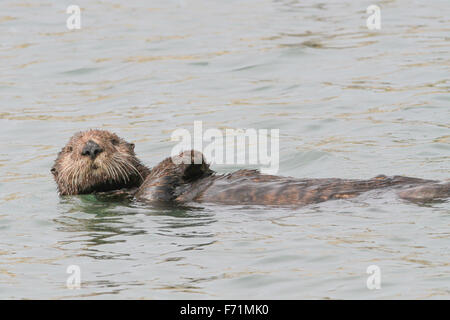 Sea Otter - Elkhorn Slough, Moss Landing, California Foto Stock