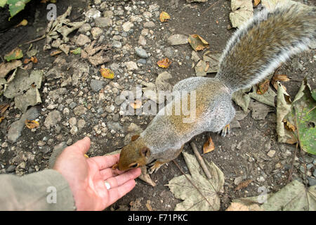 Coda folta comunità scoiattolo grigio prende il cibo dalla mano di una persona Foto Stock