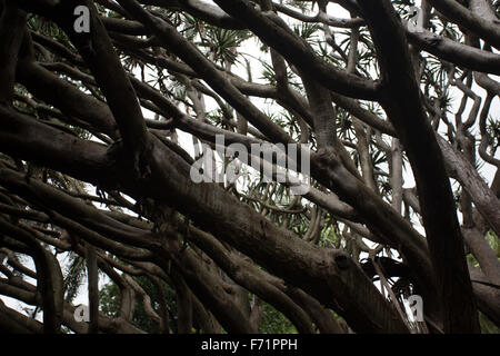 rami di un albero Foto Stock