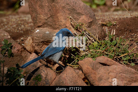 Western Scrub Jay su pietra arenaria roccia rossa con luce residua di neve Foto Stock