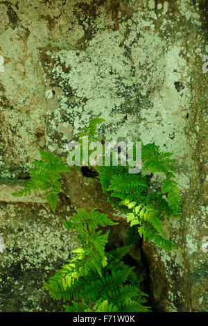 Felci e licheni crescono fuori della parete di roccia Foto Stock