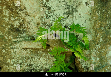 Felci e licheni crescono fuori della parete di roccia Foto Stock