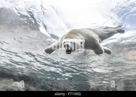 Aggressivo orso polare, nuoto sott'acqua di viaggio a Churchill, Assiniboine Park Zoo, Winnipeg, Manitoba, Canada Foto Stock