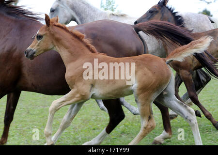 Pochi mesi di età poco puledra al galoppo con la mandria Foto Stock