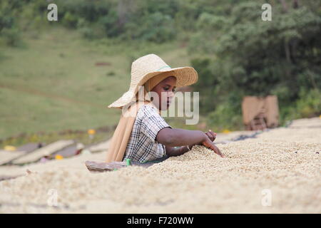 La diffusione dei lavoratori appena raccolto del caffè crudo fagioli fuori nel sole per essiccamento naturale Dicembre 31, 2013 in Hawassa, Etiopia. Foto Stock