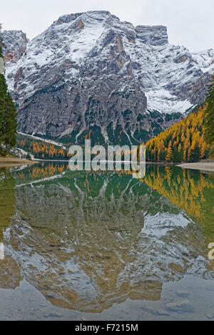 I larici con scolorimento autunnale, riflessi nel Lago di Braies o il Lago di Braies, Dolomiti, Alto Adige, Italia, Europa Foto Stock