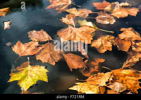 Foglie di autunno in acqua il metraggio di autunno Foto Stock