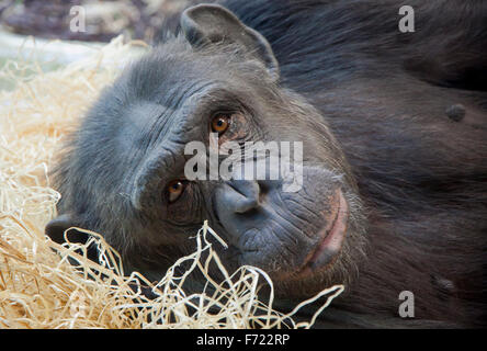 Close-up ritratto di una giovane di uno scimpanzé Foto Stock