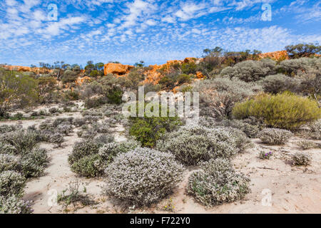 A fioritura primaverile Mulla Mulla boccole a Graniti riserva vicino Monte Calamita, Distretto di Murchison, Mid West Australia Occidentale Foto Stock