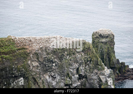 Northern gannet, morus bassanus, colonia su isole Faerøer Foto Stock