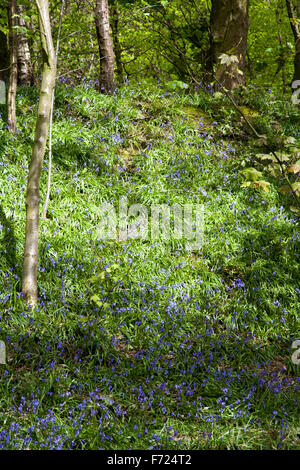 Bluebells fioritura nel bosco accanto a ex miniera di carbone tramvia ora il sentiero nei pressi di Poynton cheshire england Foto Stock