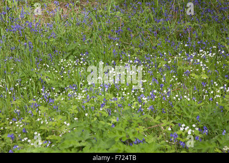 Bluebells fioritura nel bosco accanto a ex miniera di carbone tramvia ora il sentiero nei pressi di Poynton cheshire england Foto Stock