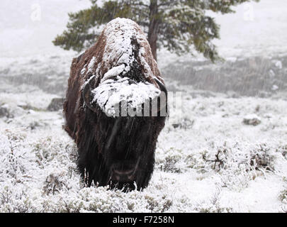 Un bisonte Americano bull in una tempesta di neve. Foto Stock