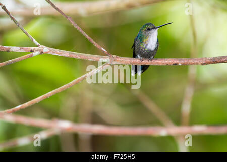 Femmina verde-incoronato woodnymph appollaiato sul ramo vicino Milpe in provincia Pichincha, Ecuador. Foto Stock