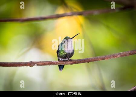 Femmina verde-incoronato woodnymph appollaiato sul ramo vicino Milpe in provincia Pichincha, Ecuador. Foto Stock