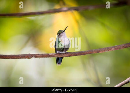 Femmina verde-incoronato woodnymph appollaiato sul ramo vicino Milpe in provincia Pichincha, Ecuador. Foto Stock