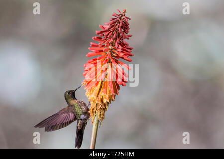 Tyrian metaltail (Metallura tyrianthina) a San Jorge Eco-Lodge, Quito Pichincha Provincia, Ecuador. Foto Stock