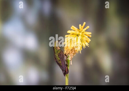 Tyrian metaltail (Metallura tyrianthina) a San Jorge Eco-Lodge, Quito Pichincha Provincia, Ecuador. Foto Stock