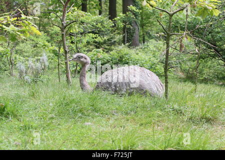 Darwin's Rhea o minore Rhea / Nandu (Rhea Pennata, Rhea darwinii, Pterocnemia pennata) di appoggio in erba Foto Stock