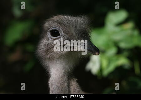 Darwin's Rhea o minore Rhea / Nandu (Rhea Pennata, Rhea darwinii, Pterocnemia pennata) Foto Stock