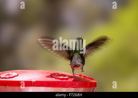 Tyrian metaltail (Metallura tyrianthina) arroccato su alimentatore a San Jorge Eco-Lodge, Quito, Ecuador. Foto Stock