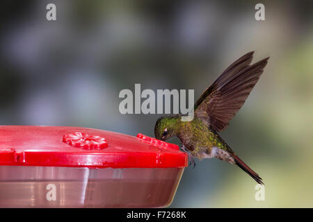 Tyrian metaltail (Metallura tyrianthina) arroccato su alimentatore a San Jorge Eco-Lodge, Quito, Ecuador. Foto Stock