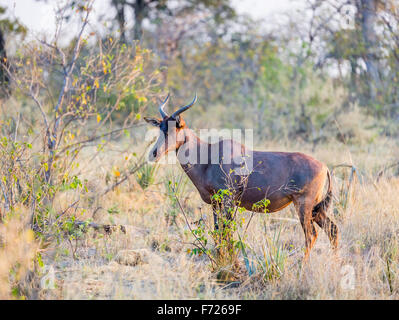 Comune (tsessebe Damaliscus lunatus) in piedi nella savana di macchia, Nxabega concessione, Okavango Delta, il Kalahari, nel nord del Botswana, Sud Africa Foto Stock