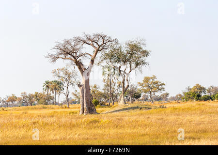 Baobab (Adansonia digitata), Nxabega concessione, Okavango Delta, il Kalahari, nel nord del Botswana, Sud Africa Foto Stock