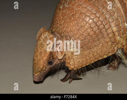 Armadillo southern tre nastrare Foto Stock