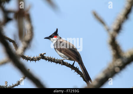 Il rosso-whiskered bulbul (Pycnonotus jocosus) è un uccello passerine trovati in Asia. Si tratta di un membro della famiglia di bulbul. Foto Stock