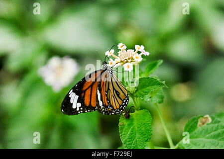 Il Comune Tiger Butterfly si trova di fronte il Kerala è i Ghati Occidentali fino a 2500 metri. Foto Stock