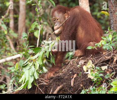 Orangutan del Borneo (Pango pygmaeus) che tiene il ramo frondoso in bocca nella foresta pluviale tropicale del Kalimantan centrale, Borneo, Indonesia Foto Stock