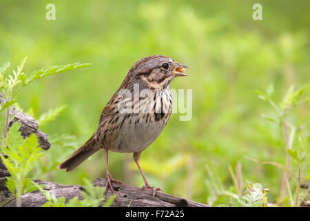 Lincoln è Sparrow (Melospiza lincolnii) con seme nel becco. Foto Stock