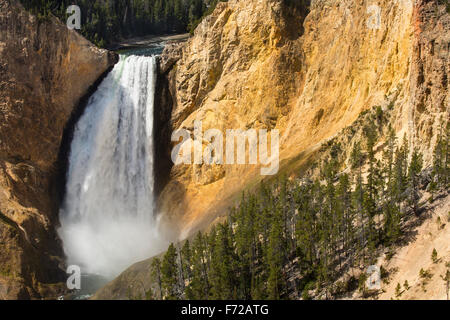 Le cascate Inferiori di Yellowstone Fiume dal punto di ispirazione, con pini sulla riva e ripide scogliere di colore giallo. Foto Stock