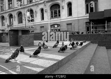 Uccelli in New York City Foto Stock