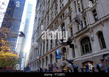 Uccelli in New York City Foto Stock