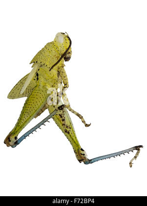 Grasshopper molt isolati su sfondo bianco e il tracciato di ritaglio Foto Stock