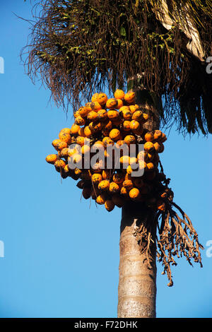 Noci di betel su Palm tree, dapoli, ratnagiri, Maharashtra, India, Asia Foto Stock