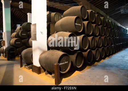 Botti di rovere per la maturazione del vino di Xeres cantina, Gonzalez Byass bodega, Jerez de la Frontera, la provincia di Cadiz Cadice, Spagna Foto Stock