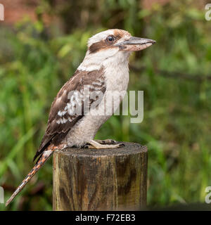 Ridendo Kookaburra sul suo lookout post Foto Stock