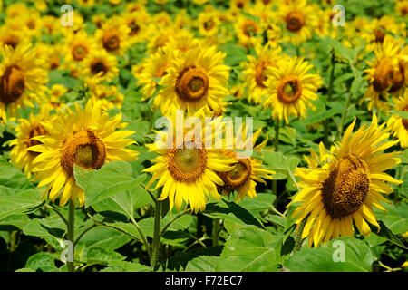 Campo di girasole, gundlupet, karnataka, india, asia Foto Stock