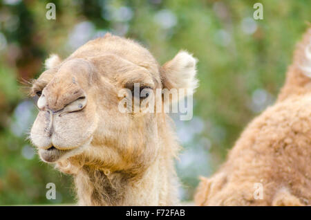 Un vicino la vista di profilo di un cammello arabo noto anche come Camelus dromedarius. Il dromedario è un grande anche-toed ungulato con Foto Stock