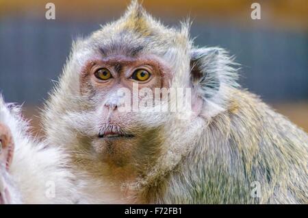 Chiudere una visualizzazione verticale di un giallo dorato marrone al grigio granchio macaco mangiare con un mustach e baffi staring. Noto anche come Foto Stock