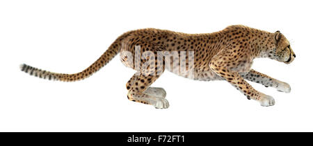 3D render digitale di un gatto grande cheetah isolati su sfondo bianco Foto Stock